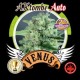 AKTOMBE AUTO* VENUS GENETICS 3 SEMI FEM