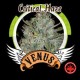 CRITICAL HAZE* VENUS GENETICS 3 SEMI FEM