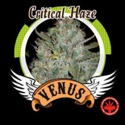 CRITICAL HAZE* VENUS GENETICS 5 SEMI FEM