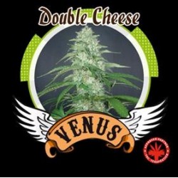 DOUBLE CHEESE * VENUS GENETICS 1 SEME FEM