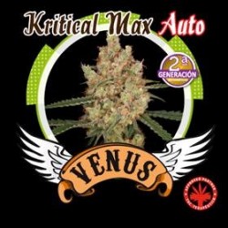 KRITICAL MAX AUTO* VENUS GENETICS 1 SEME FEM