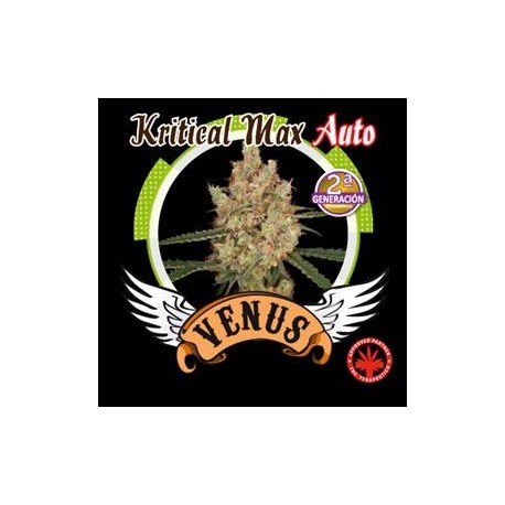 KRITICAL MAX AUTO* VENUS GENETICS 1 SEME FEM