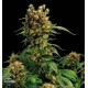 CALIFORNIA HASHPLANT * DINAFEM SEEDS 10 SEMI FEM 