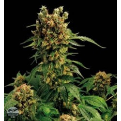 CALIFORNIA HASHPLANT * DINAFEM SEEDS 10 SEMI FEM 