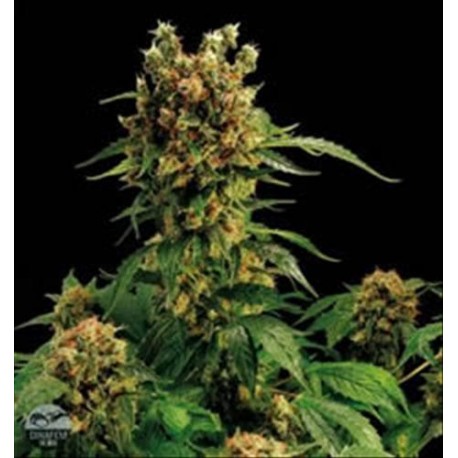 CALIFORNIA HASHPLANT * DINAFEM SEEDS 10 SEMI FEM 