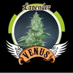 LAVENDER* VENUS GENETICS 1 SEME FEM