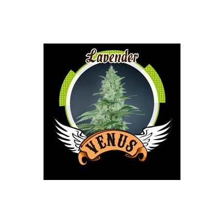 LAVENDER* VENUS GENETICS 1 SEME FEM