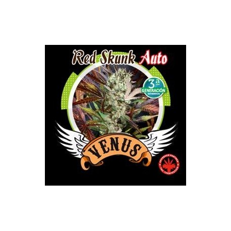 RED SKUNK AUTO* VENUS GENETICS 3 SEMI FEM