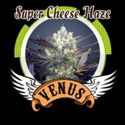 SUPER CHEESE HAZE* VENUS GENETICS 5 SEMI FEM