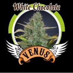 WHITE CHOCOLATE * VENUS GENETICS 5 SEMI FEM