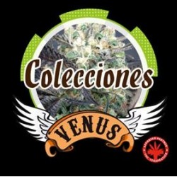 COLLECTION 2 * VENUS GENETICS 6 SEMI FEM