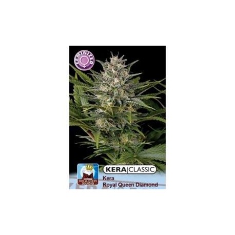 KERA ROYAL QUEEN DIAMOND * KERA SEEDS CLASSIC 1 SEME FEM