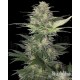 RED DWARF NON FEMMINIZZATO * BUDDHA SEEDS 1 SEME REG