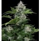 WHITE DWARF NON FEMMINIZZATO * BUDDHA SEEDS 1 SEME REG