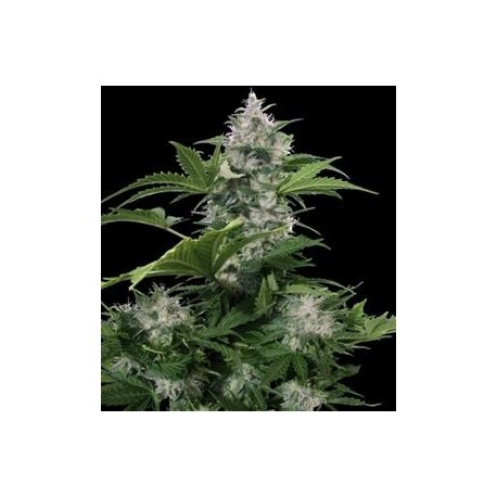 WHITE DWARF NON FEMMINIZZATO * BUDDHA SEEDS 1 SEME REG