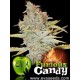 FURIOUS CANDY* EVA FEMALE SEEDS 3 SEMI FEM 