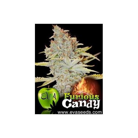 FURIOUS CANDY* EVA FEMALE SEEDS 3 SEMI FEM 