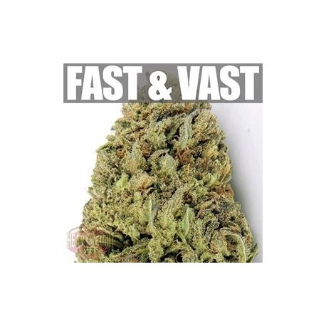 FAST & VAST AUTO * HEAVYWEIGHT SEEDS 3 SEMI FEM