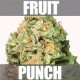 FRUIT PUNCH * HEAVYWEIGHT SEEDS 3 SEMI FEM