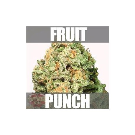 FRUIT PUNCH * HEAVYWEIGHT SEEDS 3 SEMI FEM