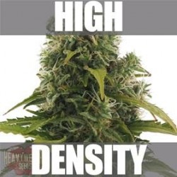 HIGH DENSITY AUTO * HEAVYWEIGHT SEEDS 3 SEMI FEM