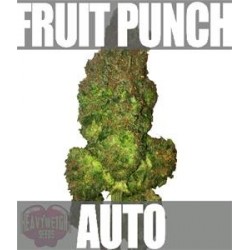 FRUIT PUNCH AUTO * HEAVYWEIGHT SEEDS 3 SEMI FEM