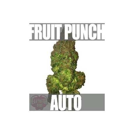 FRUIT PUNCH AUTO * HEAVYWEIGHT SEEDS 3 SEMI FEM