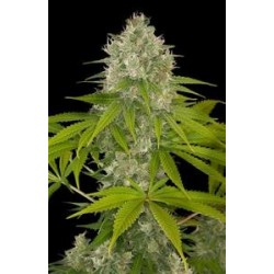 POWER KUSH * DINAFEM SEEDS 10 SEMI FEM