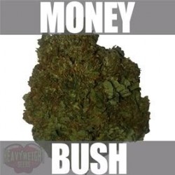 MONEY BUSH * HEAVYWEIGHT SEEDS 5 SEMI FEM