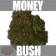 MONEY BUSH * HEAVYWEIGHT SEEDS 10 SEMI FEM