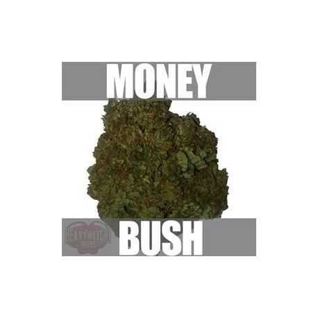 MONEY BUSH * HEAVYWEIGHT SEEDS 10 SEMI FEM