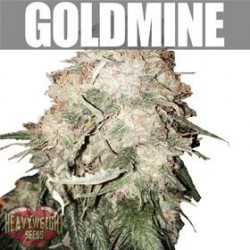 GOLD MINE * HEAVYWEIGHT SEEDS 3 SEMI FEM