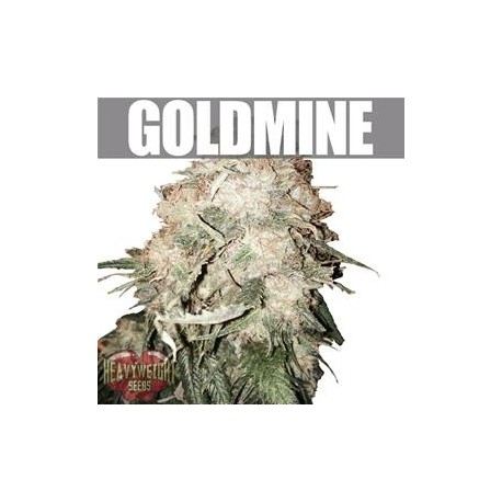 GOLD MINE * HEAVYWEIGHT SEEDS 3 SEMI FEM