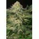 LEMON GARLIC OG*HUMBOLDT SEEDS 3 SEMI FEM