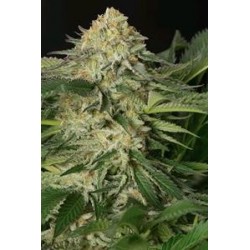 LEMON GARLIC OG*HUMBOLDT SEEDS 3 SEMI FEM