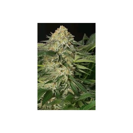 LEMON GARLIC OG*HUMBOLDT SEEDS 3 SEMI FEM