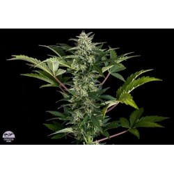 ROADRUNNER AUTOMATICA * DINAFEM SEEDS 10 SEMI FEM