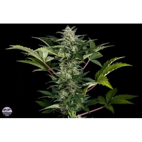 ROADRUNNER AUTOMATICA * DINAFEM SEEDS 10 SEMI FEM