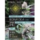 BONA DEA CBD+ * VISION SEEDS 5 SEMI FEM