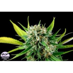 ROYALE HAZE * DINAFEM SEEDS 10 SEMI FEM