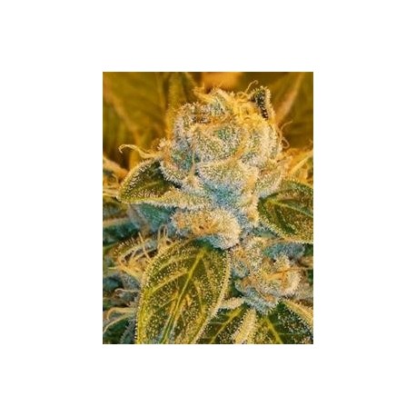 SOUR RIPPER * RIPPER SEEDS 1 SEME FEM 