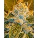 SOUR RIPPER * RIPPER SEEDS 3 SEMI FEM 