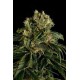 SANTA SATIVA * DINAFEM SEEDS 10 SEMI FEM