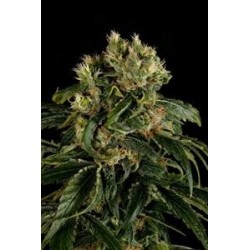 SANTA SATIVA * DINAFEM SEEDS 10 SEMI FEM