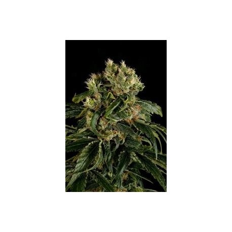 SANTA SATIVA * DINAFEM SEEDS 10 SEMI FEM