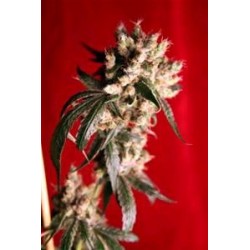 ROOTS * REGGAE SEEDS 7 SEMI REG