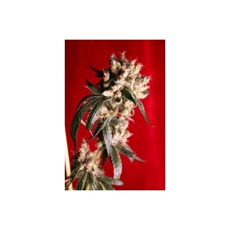 ROOTS * REGGAE SEEDS 7 SEMI REG