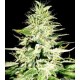 SWISS SKUNK * HELVETIC SEEDS 10 SEMI FEM