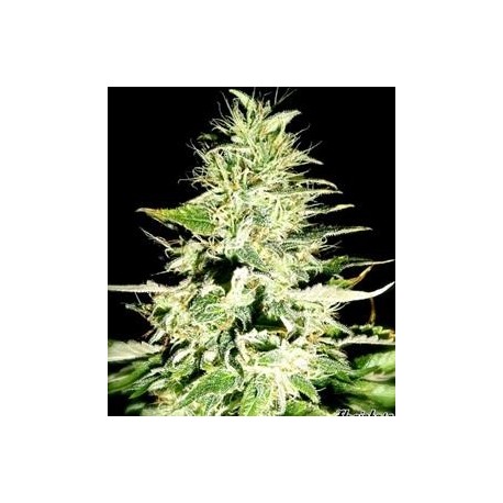 SWISS SKUNK * HELVETIC SEEDS 10 SEMI FEM