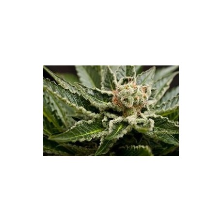 SHARK ATTACK * DINAFEM SEEDS 10 SEMI FEM 